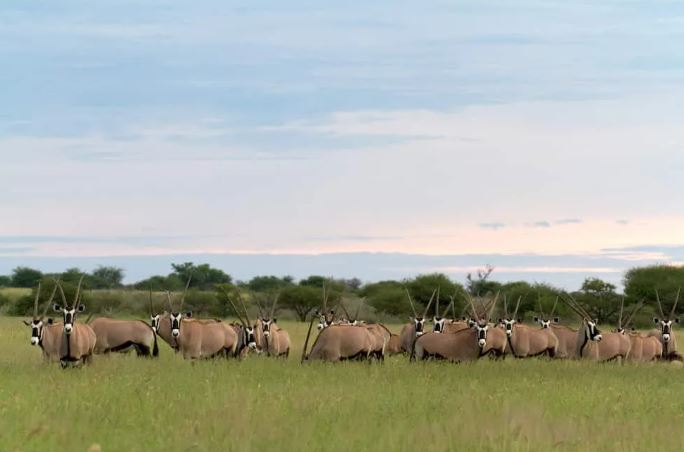 3 Day Central Kalahari Game Reserve
