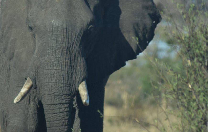 6 Day Your Unforgettable Safari Tour