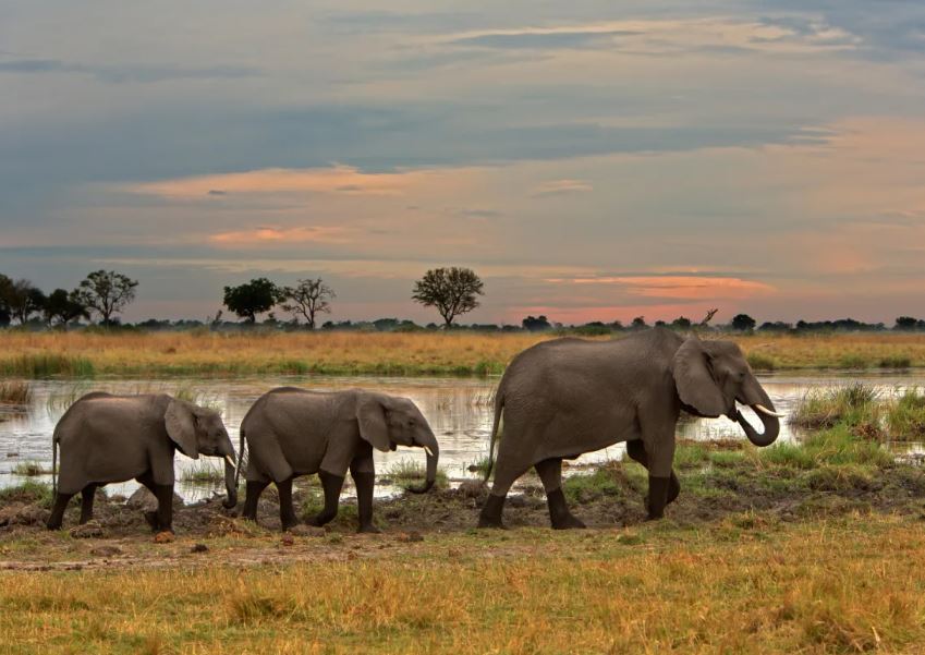 Best of Kwando Botswana Safari