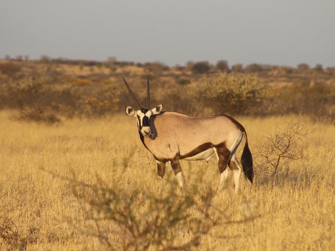 Central Kalahari Nxai Pan Safari