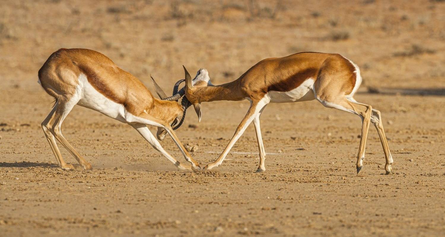 Central Kalahari & Okavango Exploration