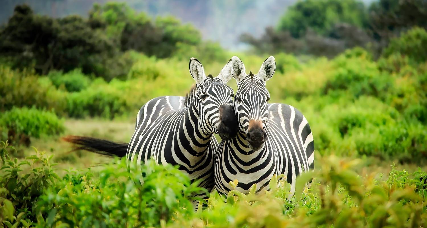 Chobe National Park Safari