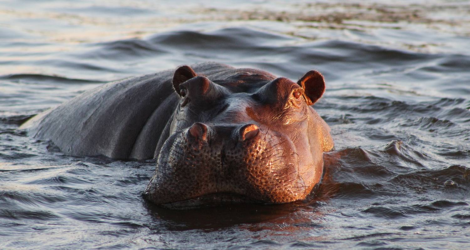 Chobe National Park Short Break