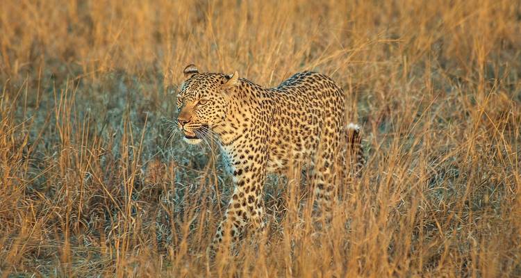 Kalahari Adventure
