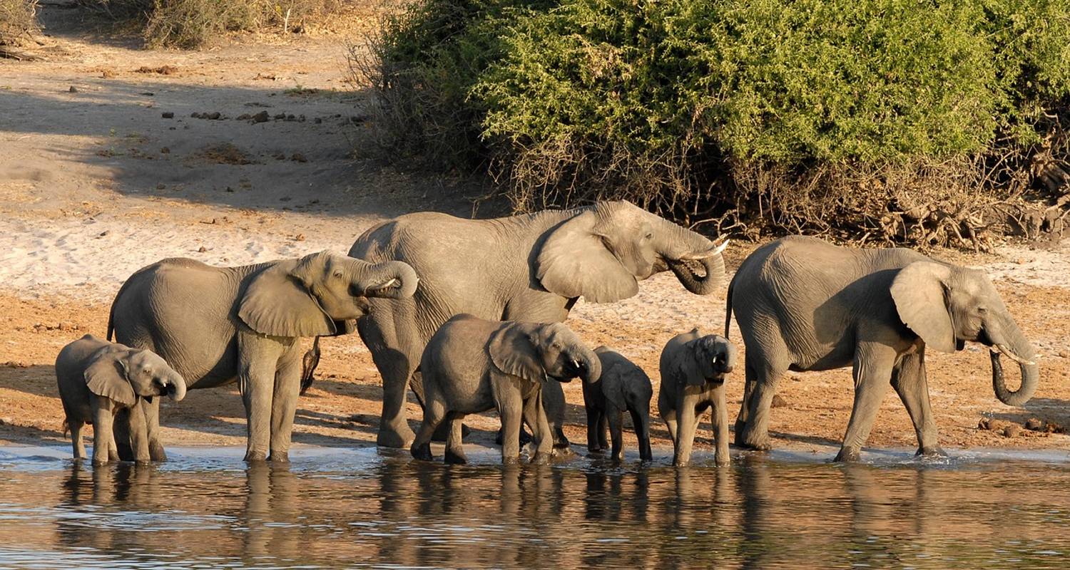Moremi & Chobe Photographic Safari