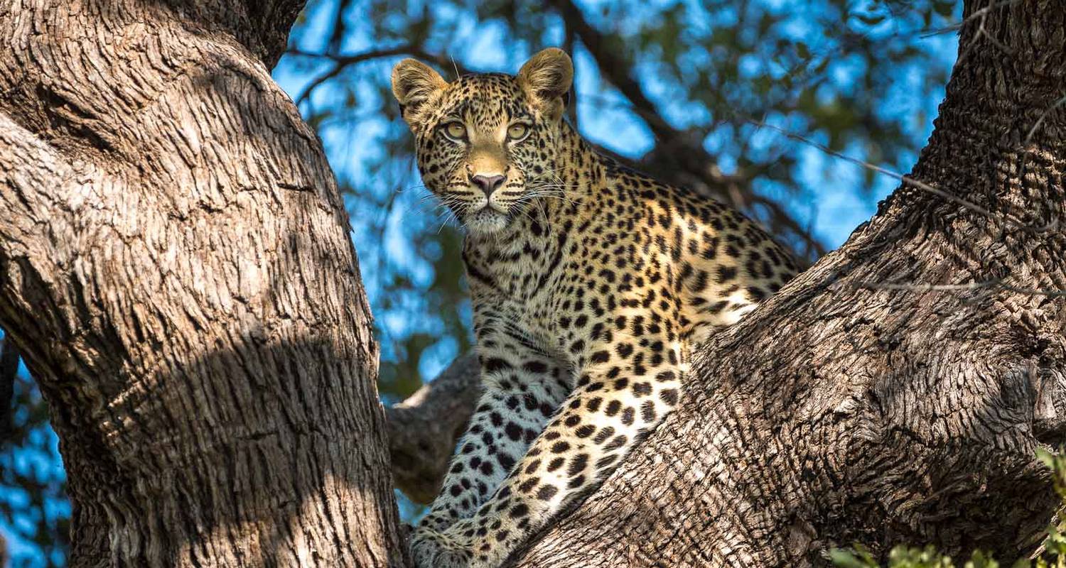 Moremi Leopard Safari