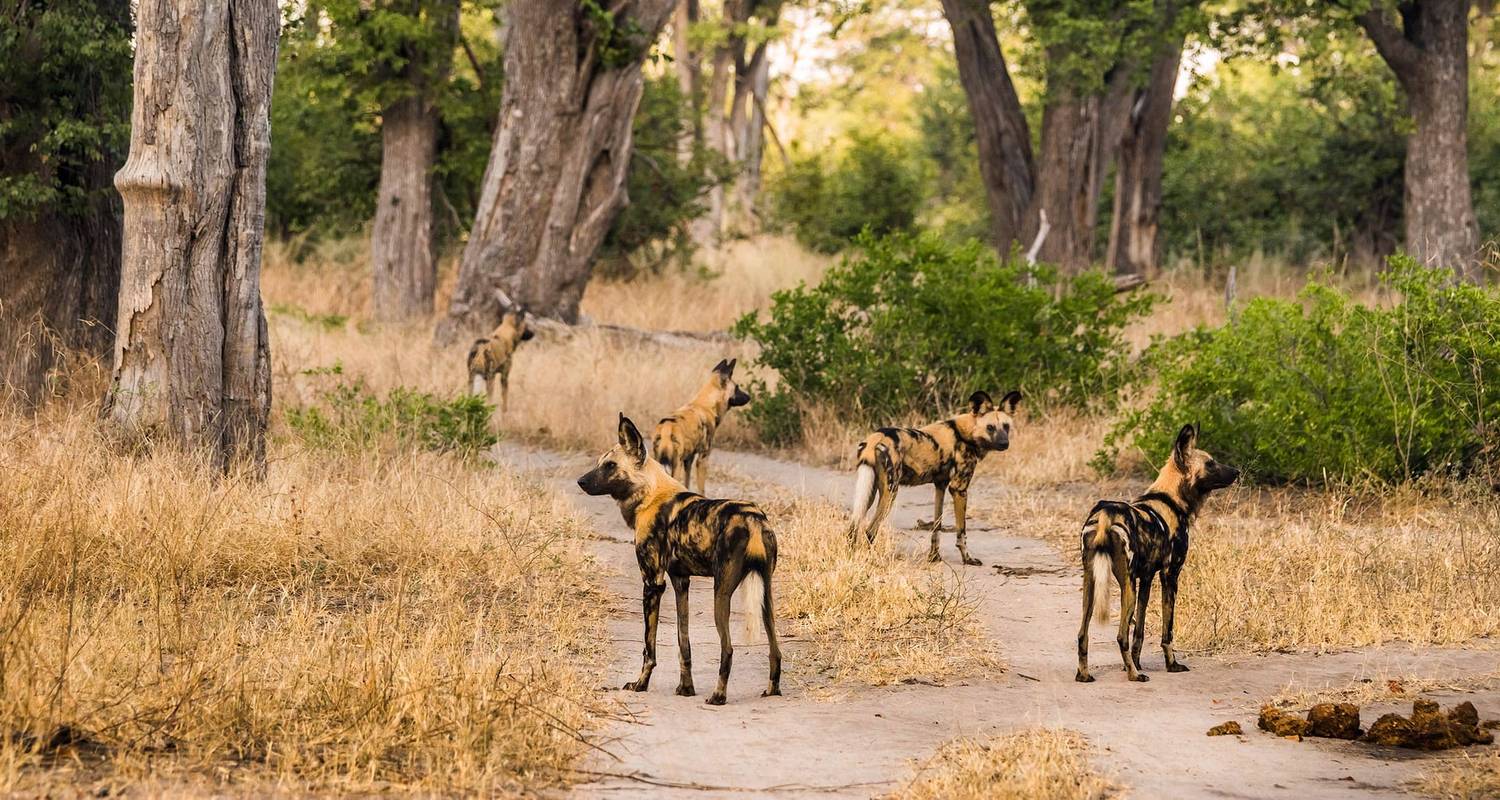 Okavango Delta & Boteti River Tented Safari