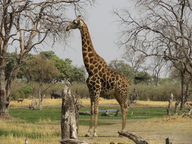 Okavango Delta & Moremi Game Reserve Big 5 Safari