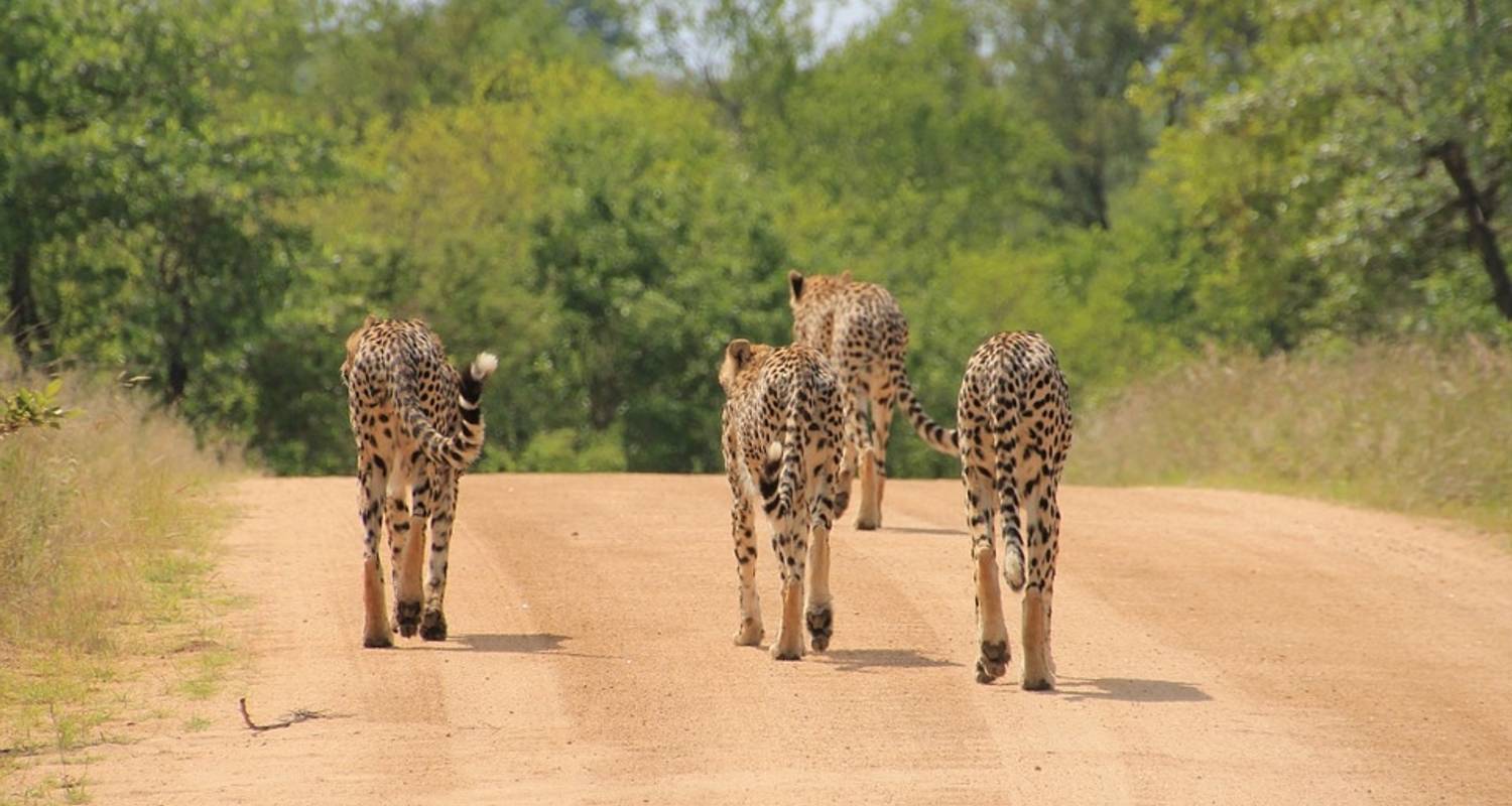 Southern Africa Bush Camps & Wildlife Spotting