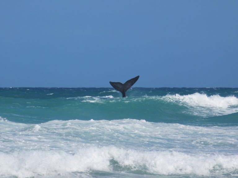 WINE WHALES & MUSIC WEEKEND AT DE HOOP 19 – 21 June 2026
