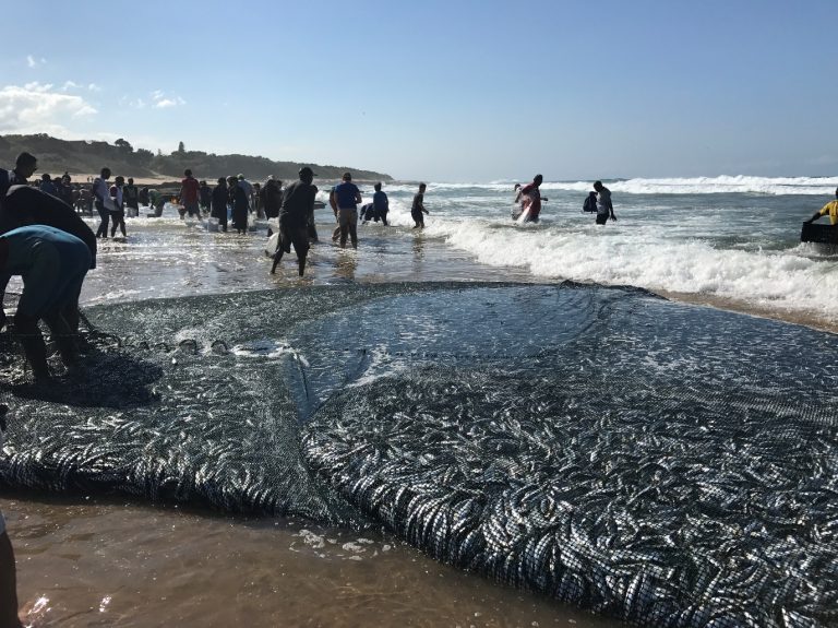 Experience the Sardine Run Magic on the KZN South Coast This Winter